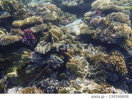 Leaf coral Pavona, staghorn coral Acropora, brain coral Diploria, lobed coral Porites, encrusting 130598608