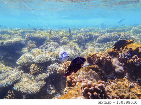 Lobed coral Porites, brain coral Diploria, finger coral Porites compressa and encrusting coral 130598610