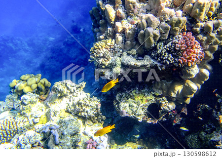 Massive lobed coral Porites, brain coral Diploria, encrusting coral Montipora and fire coral 130598612