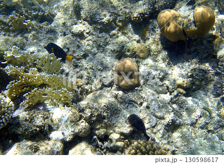 Orange shoulder surgeonfish Acanthurus olivaceus juvenile and dusky surgeonfish Acanthurus 130598617