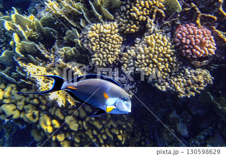 Colorful Sohal surgeonfish, Acanthurus sohal, swimming above coral reef in the Red Sea, showing its Colorful Sohal surgeonfish, Acanthurus sohal, swimming above coral reef in the Red Sea, showing its 130598629
