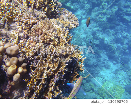 Parrotfish Scaridae with sergeant major fish Abudefduf saxatilis and wrasse Labridae swimming near 130598706