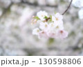 桜 130598806