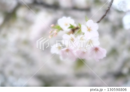 桜 桜 130598806