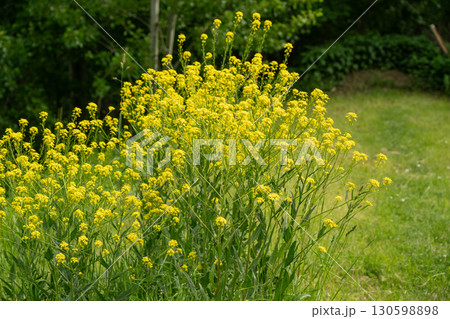 Turkish wartycabbage yellow wild flowers Bunias orientalis, hill mustard or turkish rocket flowers Turkish wartycabbage yellow wild flowers Bunias orientalis, hill mustard or turkish rocket flowers 130598898