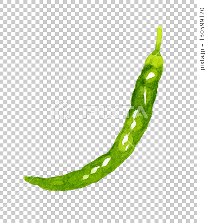 Green chili pepper (single item) Hand-drawn watercolor illustration of vegetables and condiments 130599120