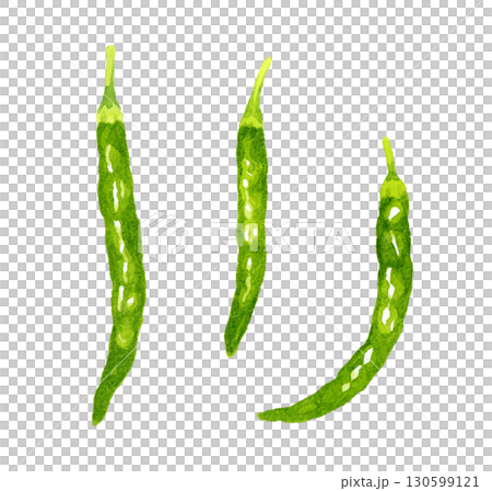 青唐辛子のセット　野菜・薬味の手描き水彩イラスト素材 130599121