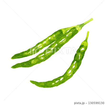 青唐辛子のセット 野菜・薬味の手描き水彩イラスト素材 青唐辛子のセット 野菜・薬味の手描き水彩イラスト素材 130599130
