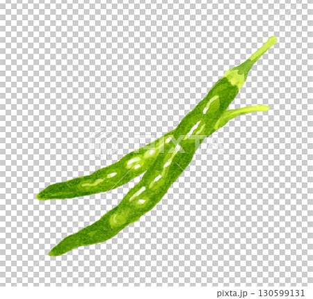 Set of green chili peppers. Hand-drawn watercolor illustration of vegetables and condiments. Set of green chili peppers. Hand-drawn watercolor illustration of vegetables and condiments. 130599131