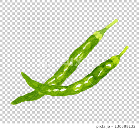Set of green chili peppers. Hand-drawn watercolor illustration of vegetables and condiments. Set of green chili peppers. Hand-drawn watercolor illustration of vegetables and condiments. 130599132
