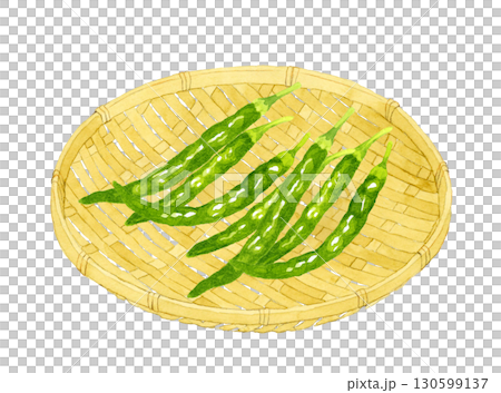 竹ざるに乗った青唐辛子　野菜・薬味の手描き水彩イラスト素材 130599137