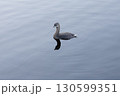 アメリカの池に浮かぶオビハシカイツブリ 130599351