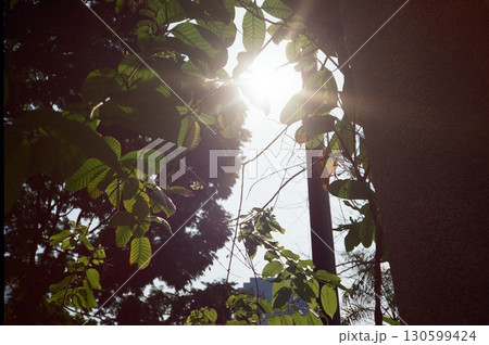 森に差し込むこもれび 130599424