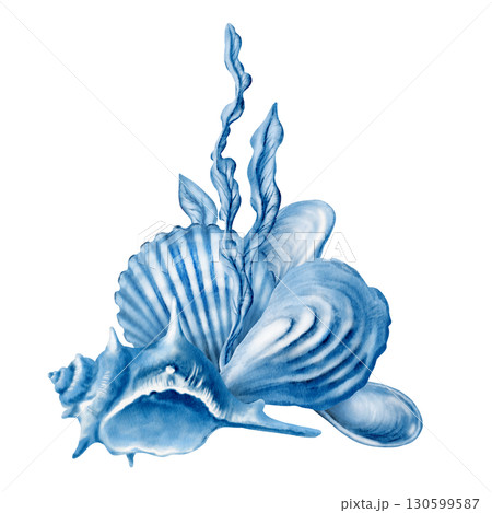 Marine seashells arrangement:twisted spiky seashell,oyster,mussel,ribbed cemicircular seashell,stylized laminaria blue monochrome colors.Hand-drawn watecolor illustration isolated on white 130599587