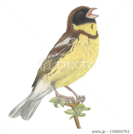 シマアオジ＿色鉛筆画 130600761