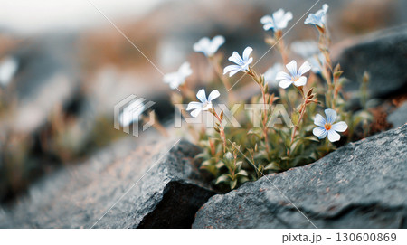 Natural white flowers blooming resiliently among rocky terrain in serene outdoor environment Natural white flowers blooming resiliently among rocky terrain in serene outdoor environment 130600869