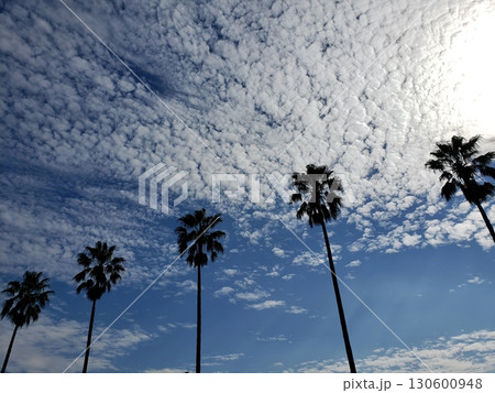 福岡　久山町の椰子並木 130600948