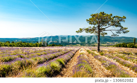Provence landscape with lavender fields, France 130602082