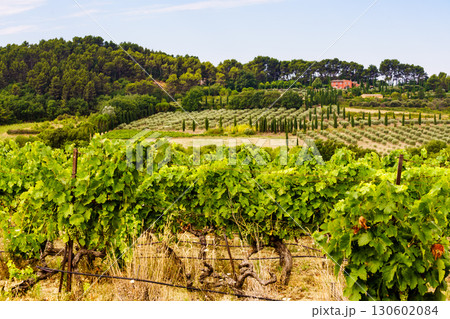 Vineyards in Provence France 130602084