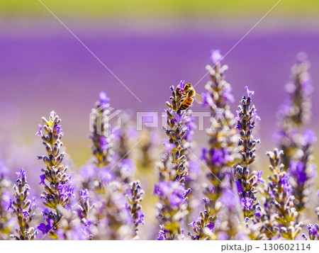 Lavender flower with bee, Provence France Lavender flower with bee, Provence France 130602114