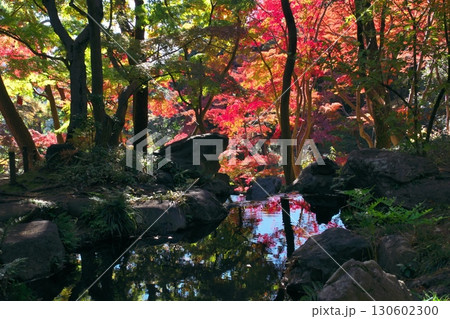 東京の庭園の紅葉(秋イメージ) 東京の庭園の紅葉(秋イメージ) 130602300