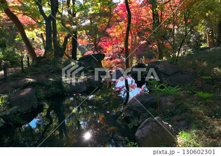 東京の庭園の紅葉（秋イメージ） 130602301