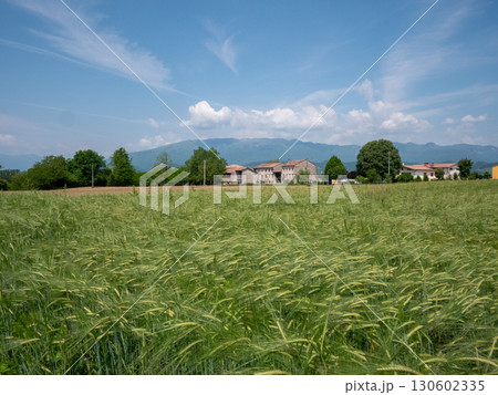 Venetian Countryside Landscape with Traditional Farmhouse Rural Italy 130602335