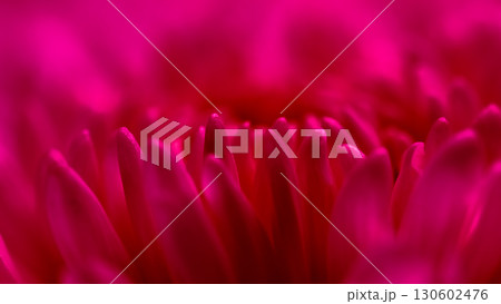 Abstract floral background, red chrysanthemum flower petals. Soft focus Abstract floral background, red chrysanthemum flower petals. Soft focus 130602476