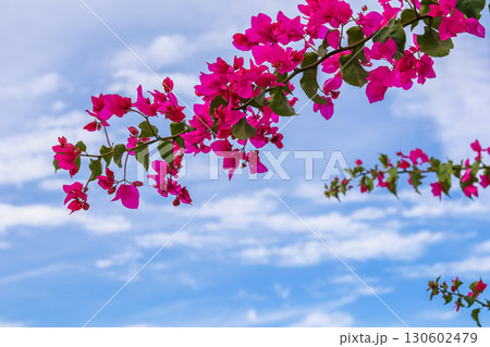 Magenta bougainvillea flowers against the sky with clouds 130602479