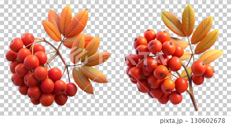 Vibrant cluster of 3d rowan berries on branch with autumn leaves, bright red fruits against colorful foliage Vibrant cluster of 3d rowan berries on branch with autumn leaves, bright red fruits against colorful foliage 130602678
