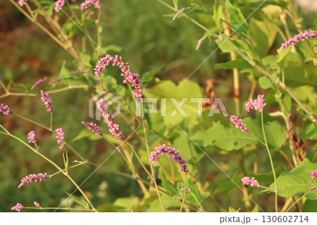 夏の野原に咲くオオイヌタデの赤紫色の花穂 夏の野原に咲くオオイヌタデの赤紫色の花穂 130602714