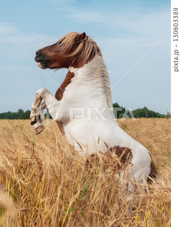 pony stands on its hind legs pony stands on its hind legs 130603389