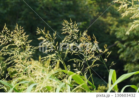セイバンモロコシの花穂・2025年㋆ 130603432