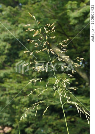 セイバンモロコシの花穂・2025年㋆ 130603433
