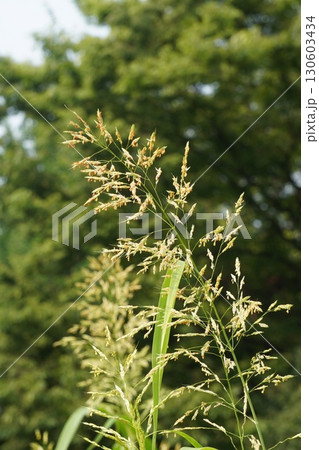 セイバンモロコシの花穂・2025年㋆ 130603434