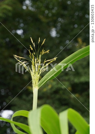 セイバンモロコシの花穂・2025年㋆ 130603435