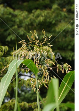 セイバンモロコシの花穂・2025年㋆ 130603436