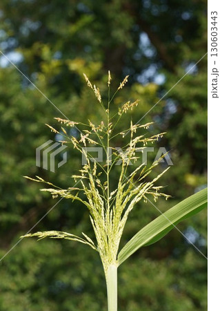 セイバンモロコシの花穂・2025年㋆ 130603443