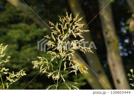 セイバンモロコシの花穂・2025年㋆ 130603444