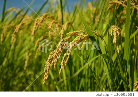 実った稲穂 130603681