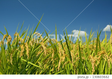 実った稲穂と青空 130603682