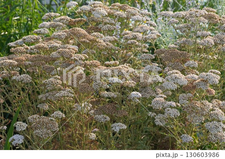 ドライフラワー状のセイヨウノコギリソウ・2025年7月 ドライフラワー状のセイヨウノコギリソウ・2025年7月 130603986