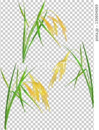 稲穂のイラスト素材 130604069