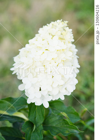 Blooming Hydrangea paniculata Hercules in garden Blooming Hydrangea paniculata Hercules in garden 130604216