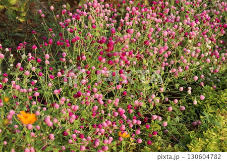 夏の公園に咲く千日紅の薄桃色や濃桃色の花 夏の公園に咲く千日紅の薄桃色や濃桃色の花 130604782