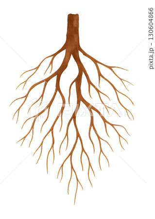 Abstract Watercolor Silhouette of Branching Tree Root System on Transparent Background PNG Image with Clean Lines 130604866