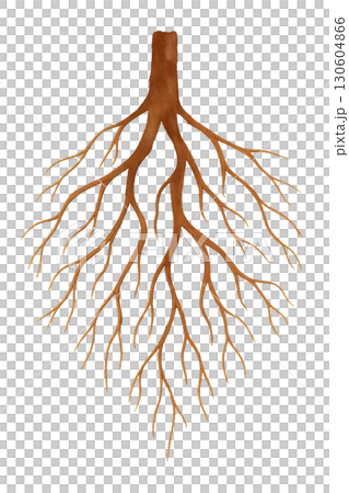 Abstract Watercolor Silhouette of Branching Tree Root System on Transparent Background PNG Image with Clean Lines 130604866
