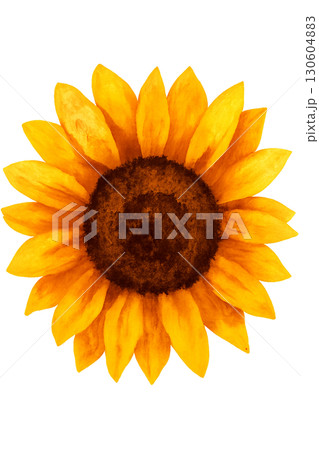 Bright Bold Gold Sunflower Floral Image With Transparent Background For Stock Use 130604883