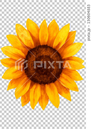 Bright Bold Gold Sunflower Floral Image With Transparent Background For Stock Use 130604883