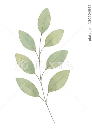 A delicate watercolor eucalyptus branch illustration with fine line minimalist PNG transparent background 130604942